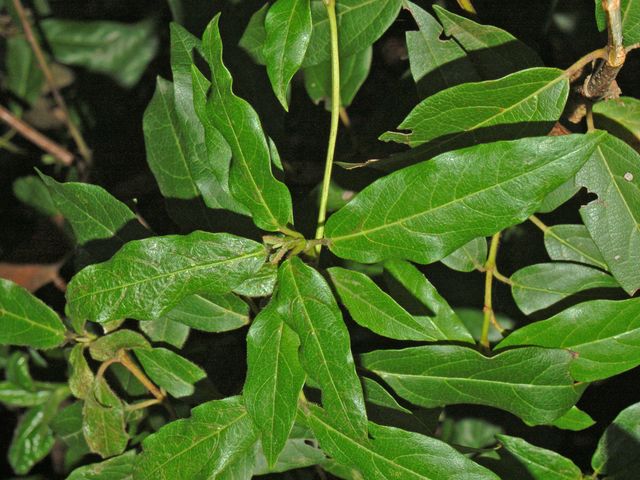Viburnum tinus / Viburno-tino